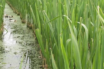 種植茭白的環(huán)境要求，溫度要達到24℃左右