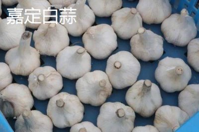 上海市嘉定區(qū)的特產，嘉定白蒜深受本地人的歡迎