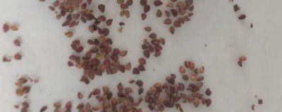草莓種子幾月份播種，一年四季都可播種