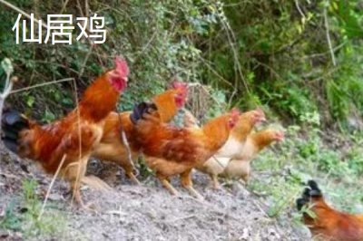 產(chǎn)蛋率高的雞品種,部分也可作為肉雞養(yǎng)殖