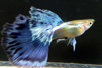 金屬孔雀魚好不好養(yǎng)，對水溫和水質(zhì)要求不高容易飼養(yǎng)