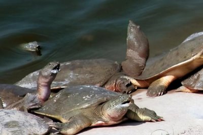 甲魚(yú)的養(yǎng)殖方法，要定期清理水中的雜質(zhì)