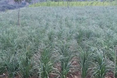 如何種植知母才能高產(chǎn)，株高達到15-20厘米時要做好追肥工作