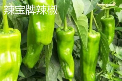 吉林省伊通滿族自治縣的特產(chǎn)，伊通大米在國內(nèi)具有較高的知名度
