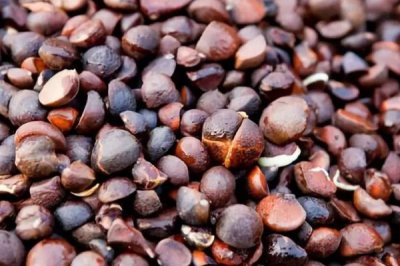 油茶茶殼做肥料有什么好處，可促進(jìn)作物的生長