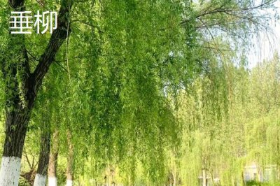 金絲柳的產(chǎn)地，原產(chǎn)東北、華北、西北