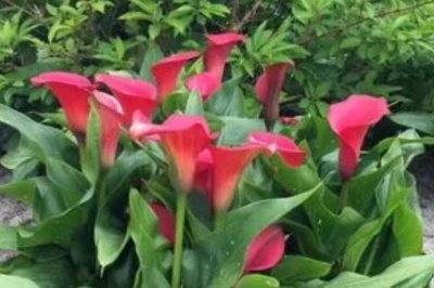 彩色馬蹄蓮種植方法，對(duì)水分要求比較挑剔