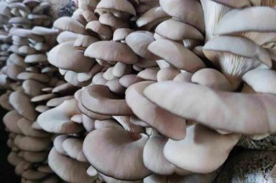 平菇如何種植才能豐產(chǎn)，關(guān)鍵是要選對優(yōu)質(zhì)高產(chǎn)的品種