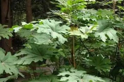 通草的適宜種植方法，條播為主要播種方式