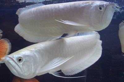 銀龍魚(yú)的喂食方法,每次可以喂到7-8成飽