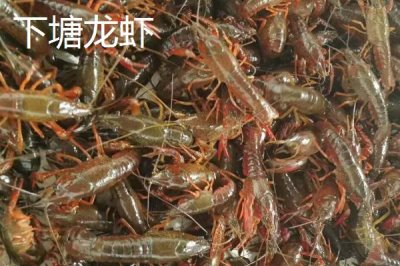 安徽省鳳臺縣的特產(chǎn)，朱馬店糯米屬于米中上品