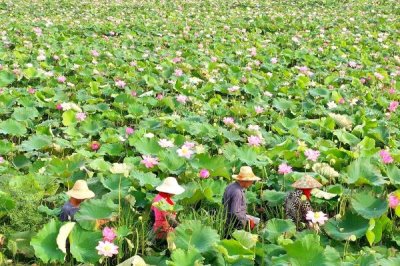 蓮子怎么種植，浸泡催芽、經(jīng)過消毒后再播種