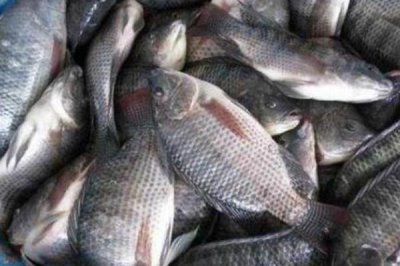 熱門的農(nóng)村水產(chǎn)養(yǎng)殖項(xiàng)目，甲魚的市場需求目前正平穩(wěn)上升