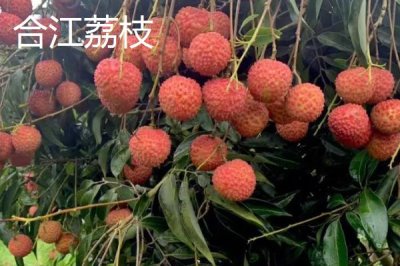 四川瀘州市的特色水果，有張壩桂圓、特興桂圓、九獅香柚等