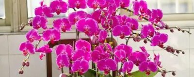 蝴蝶蘭的花語，寓意事業(yè)發(fā)達、事事順心等