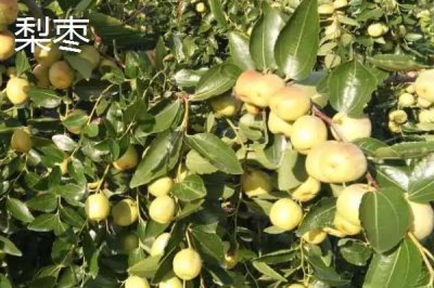 哪里產(chǎn)冬棗，山西、河北、山東等地都有種植