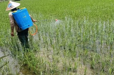 使用碧護(hù)之后是否還要用蕓苔素，使用后容易抑制植株的生長
