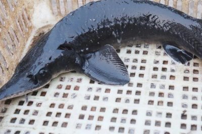 養(yǎng)殖的中華鱘能不能吃，人工繁殖的子二代才可以銷售食用