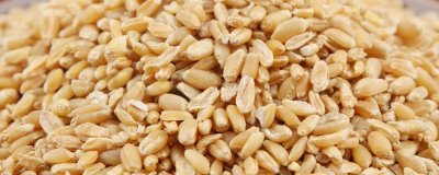 淮小麥和浮小麥的區(qū)別，產(chǎn)地和泡水后的狀態(tài)均不同