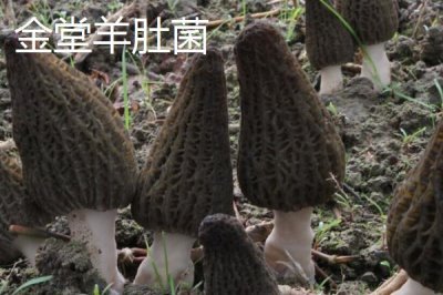 四川省金堂縣的特產(chǎn)，金堂鐵皮石斛作用好但市場(chǎng)價(jià)格很高