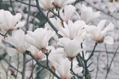 玉蘭花的花語，適合送給愛人和朋友