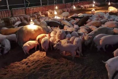 養(yǎng)100頭豬的效益，自繁自養(yǎng)的利潤(rùn)為53500元左右