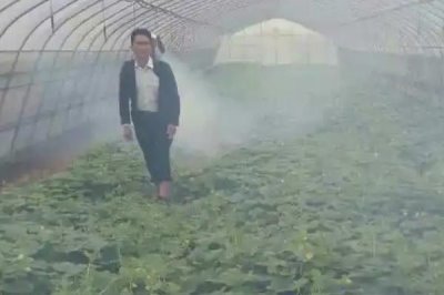 如何減少農(nóng)藥噴施量來提高瓜果品質(zhì)，掌握好以下幾個(gè)關(guān)鍵時(shí)期