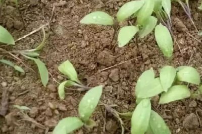 茄子猝倒病的防治方法，種植前用藥劑處理種子和土壤