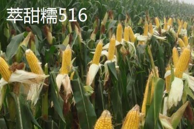 適合江蘇種植的玉米品種，常見(jiàn)的有這4種