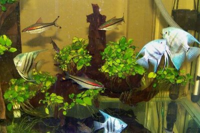 小燕魚(yú)的養(yǎng)殖方法,不能在草缸里養(yǎng)
