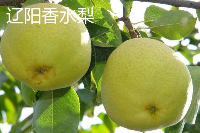 遼寧遼陽(yáng)市的特產(chǎn)，是中國(guó)有名的歷史文化古城