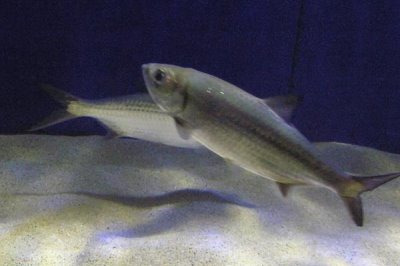 大海鰱是什么，是咸淡水重要養(yǎng)殖魚類之一