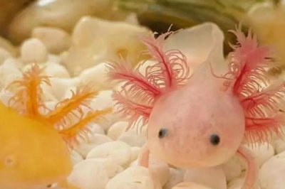 六角恐龍可以和魚混養(yǎng)嗎，無法在深水中活動不適合和魚類混養(yǎng)