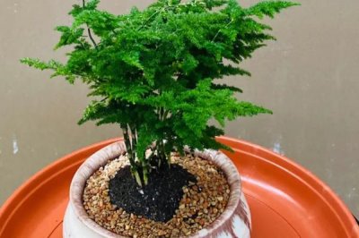 云竹開(kāi)花的寓意，寓意幸福美滿(mǎn)、永恒不變等