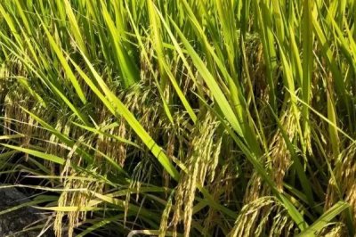荃優(yōu)123水稻種子特點(diǎn)，秈型三系雜交水稻品種