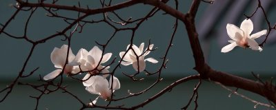 玉蘭花的花語，適合送給愛人和朋友