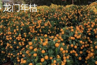 廣東省四會市的特產(chǎn)，四會玉器聞名遐邇