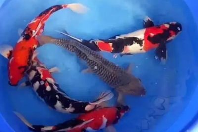 家養(yǎng)錦鯉如何繁殖，讓公魚和母魚自然交配即可