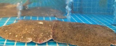 多寶魚常見(jiàn)病害怎么防治，需根據(jù)具體防治對(duì)象采取措施