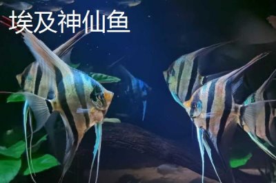 熊貓神仙魚的產(chǎn)地，主要分布在西太平洋的珊瑚礁海域