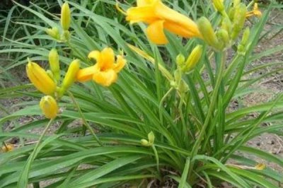 忘憂草的花語，寓意偉大的母愛、遺忘的愛等