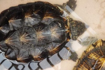 雜佛鱷龜喜歡吃什么，肉食性食物、蔬果都可以