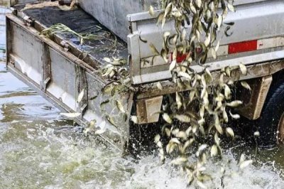 翹嘴紅鲌?jiān)趺答B(yǎng)殖，魚苗放養(yǎng)要趁早