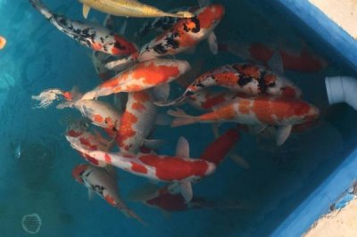 錦鯉喂什么增色快，可以喂食營養(yǎng)較高的專用增色飼料