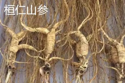 遼寧省桓仁滿族自治縣的特產(chǎn)，包括桓仁山參、桓仁大米、桓仁冰酒等種類