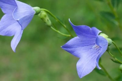 白色花卉品種，包括水仙花、梔子花、茉莉花等種類