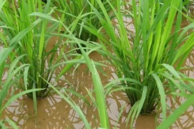 潤揚(yáng)稻59水稻種子特點(diǎn)，每畝10千克尿素并加拌除草劑