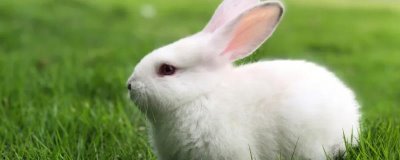 兔子養(yǎng)殖回收是真是假，有真的但騙子公司更多