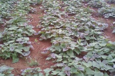 紫薯的畝產(chǎn)量和種植前景，通常為2000-5000斤左右