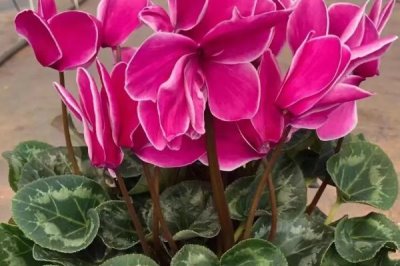 仙客來不開花如何處理，適當創(chuàng)造低溫條件有助于花朵開放